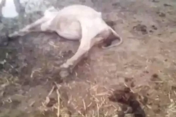 #वीडियो, सोशल मीडिया, #वायरल, Video of the plight of cows and Gaushala goes viral on social media, सोशल मीडिया पर गायों और गोशाला की दुर्दशा का वीडियो वायरल