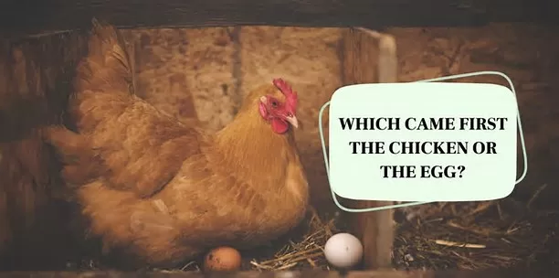 पहले कौन आया मुर्गी या अंडा? #विज्ञान, Which came first-the chicken or the egg,