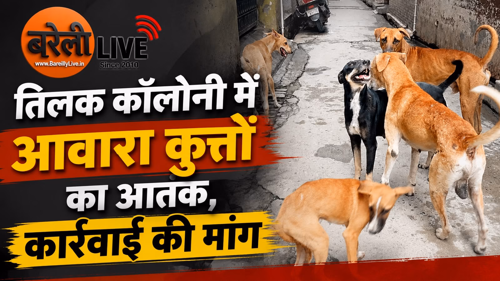 तिलक कॉलोनी में आवारा कुत्तों का आतंक, कार्रवाई की मांग